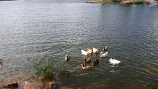 在湖中游泳的鸭子视频素材