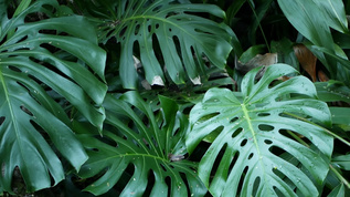 热带雨林龟背竹视频素材