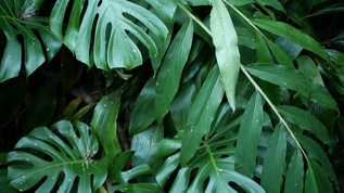 热带雨林龟背竹视频素材