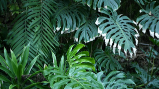 亚马逊热带龟背竹叶视频素材