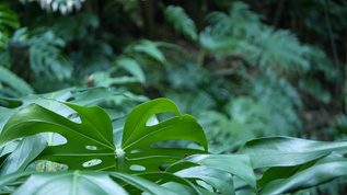 异国情调热带雨林龟背竹叶绿意盎然视频素材