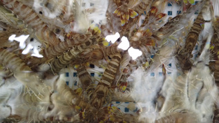 水产市场鲜活斑节虾视频素材
