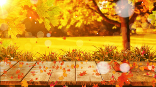 4K唯美的秋天秋叶背景素材视频素材