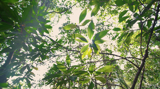 树林里的树叶仰拍视频视频素材