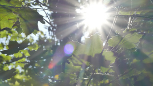 温暖的阳光穿过树叶间隙视频素材