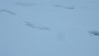 冬天雪地里的脚印视频素材