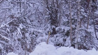 冬日雪地觅食野生动物红狐狸mp4格式视频下载_正版视频编号4447984-摄图网