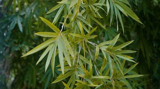 清新竹子竹叶特写实拍视频素材