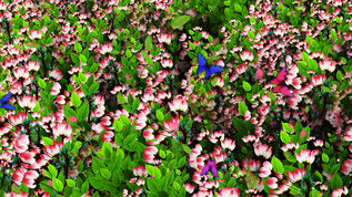 4K唯美的海棠花背景墙视频素材视频素材