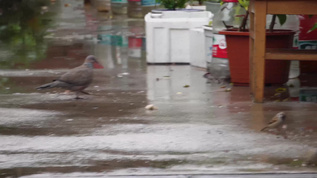 雨天鸽子落在地下视频素材