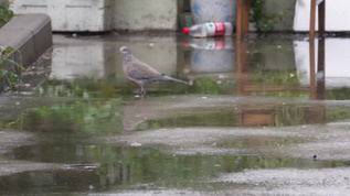 雨天鸽子落在地下视频素材