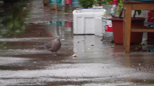 雨天鸽子落在地下视频素材