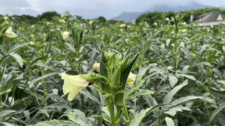 种植秋葵4K实拍视频视频素材