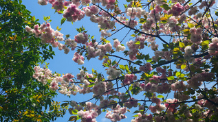 春天阳光下的樱花花朵mp4格式视频下载_正版视频编号4189344-摄图网