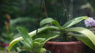 亲子养花种花种植花房阳光房视频素材