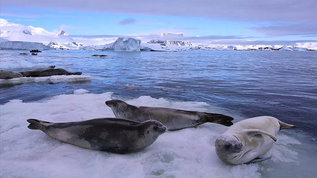 南极冰川上的可爱海豹实拍视频素材