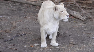 动物园里的母狮子白狮子散步视频素材