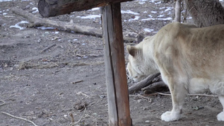 动物园里的母狮子白狮子散步视频素材