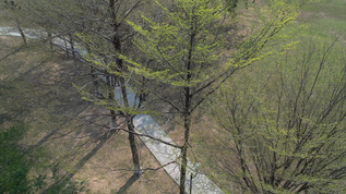 春天的树木航拍视频素材