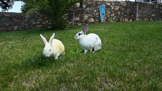 蹦蹦跳跳的兔子吃草视频素材