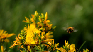 蜂蜜采花实拍视频视频素材