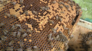 实拍蜂蜜窝蜂巢视频视频素材