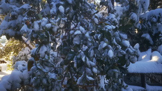 冬天雪景视频素材