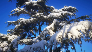 冬天雪景视频素材