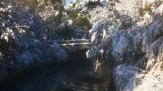 冬天雪景视频素材