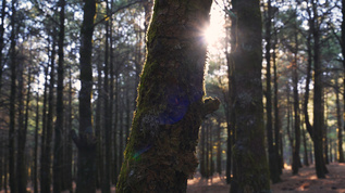 阳光穿过森林视频素材