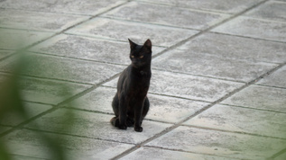 街头黑流浪猫视频素材