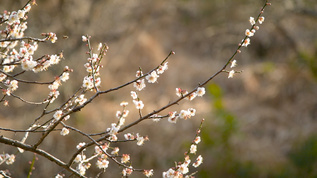 梅花4K视频素材