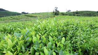 云南普洱茶种植园视频素材
