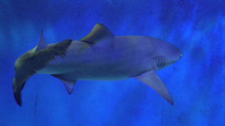 鲨鱼大白鲨凶猛鱼类深海视频素材