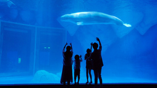 4k一家人带孩子看白鲸视频素材