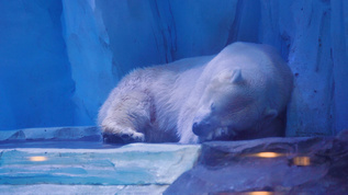 4k海洋馆睡觉的北极熊视频素材