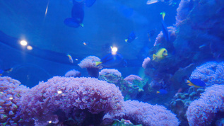 4k蓝色水族箱里的海洋生物视频素材