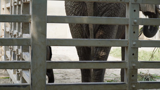 关在笼子里的大象眼睛耳朵象牙视频素材