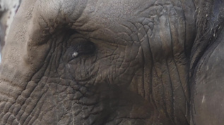 关在笼子里的大象眼睛耳朵象牙视频素材