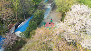 航拍武汉春天校园樱花树下打篮球的学生视频素材