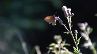 花丛中的蝴蝶视频素材
