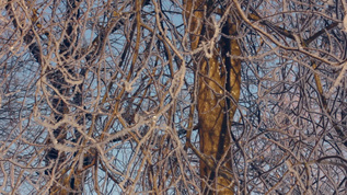 白霜中的树冻树冬季森林树枝上的白霜视频素材