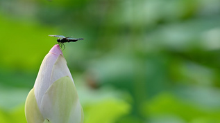 夏日荷花花朵上的蜻蜒视频素材