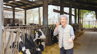奶牛养殖场主开心讲电话视频素材