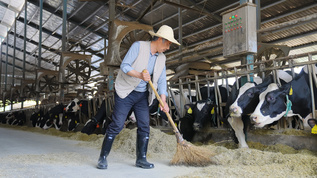 奶牛养殖场主清扫打理视频素材