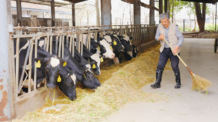 奶牛养殖场主清扫打理视频素材