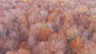 在秋天的红色和橙色树顶上空视频素材