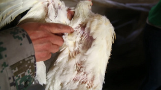 养殖户养鸡场视频素材