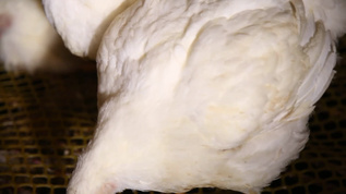 养殖户养鸡场视频素材