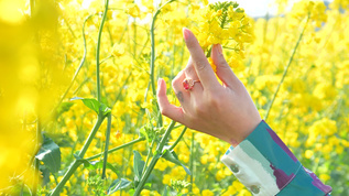 油菜花、美女、女孩视频素材